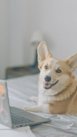 Real Estate Animal Marketing Video Templates Bundle 6